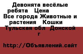 Девонята весёлые ребята › Цена ­ 25 000 - Все города Животные и растения » Кошки   . Тульская обл.,Донской г.